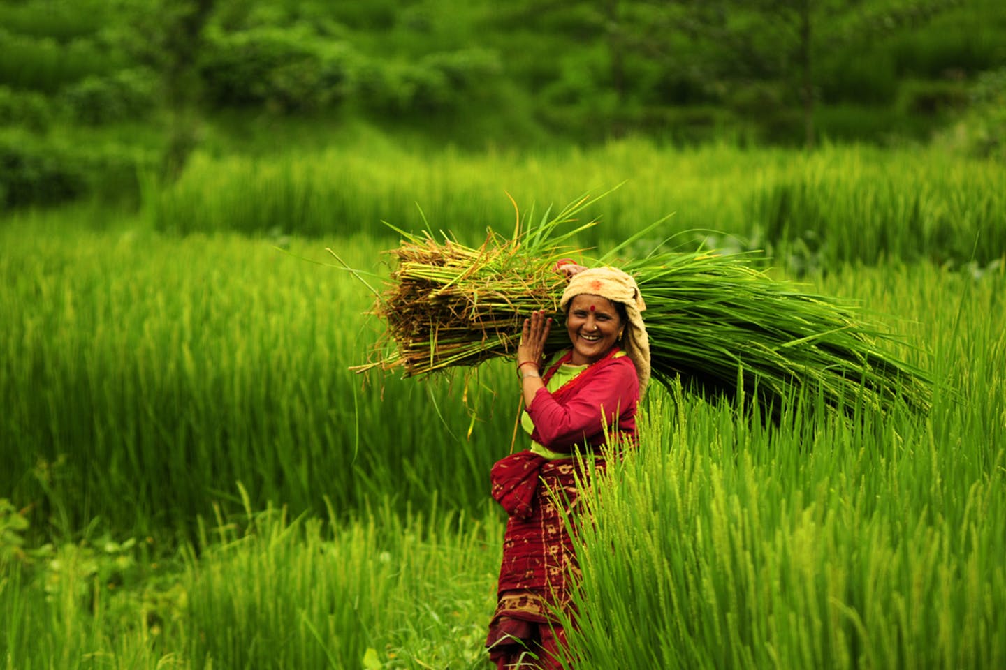 Reform programs in the agricultural sector in Nepal